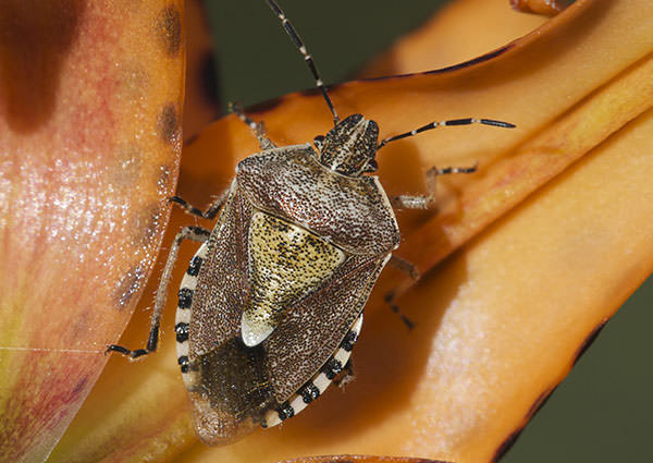 In defence of the stink bug