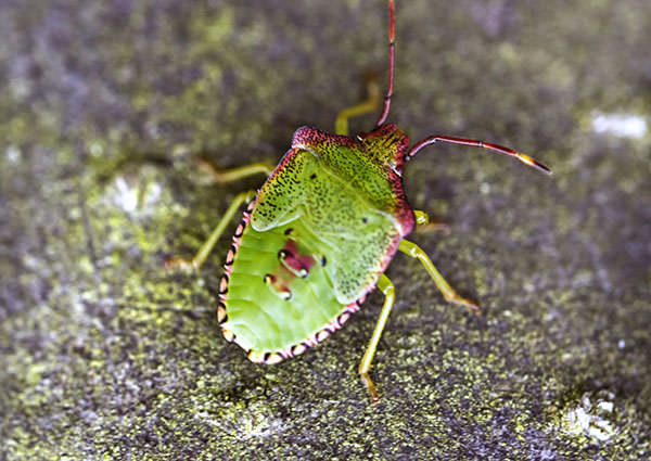 Stink-Bug-4