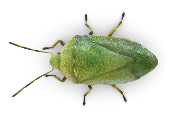 Stink-Bug_Top