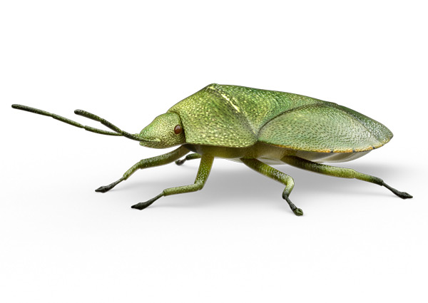 Stink-Bug