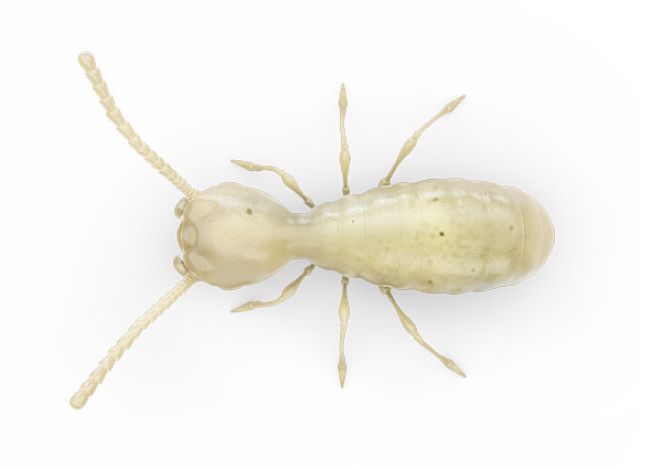 Termite, dessus