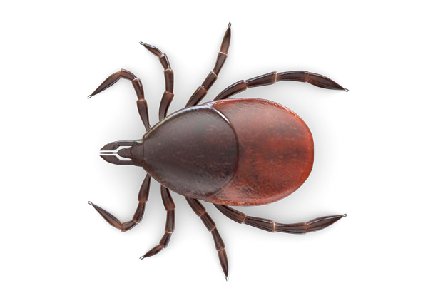 Tick-Top