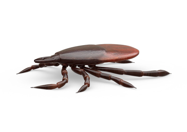 Tick
