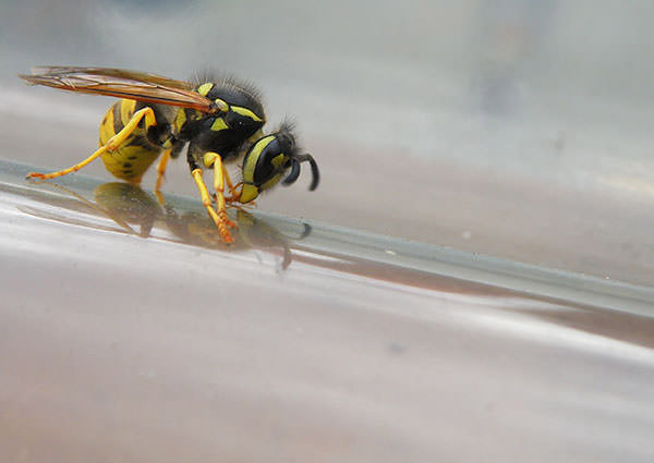 Guêpe jaune, dessus-3