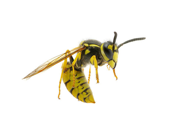 Guêpe jaune, dessus-4