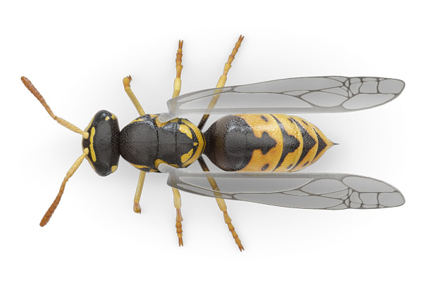 Yellow-Jacket-Top