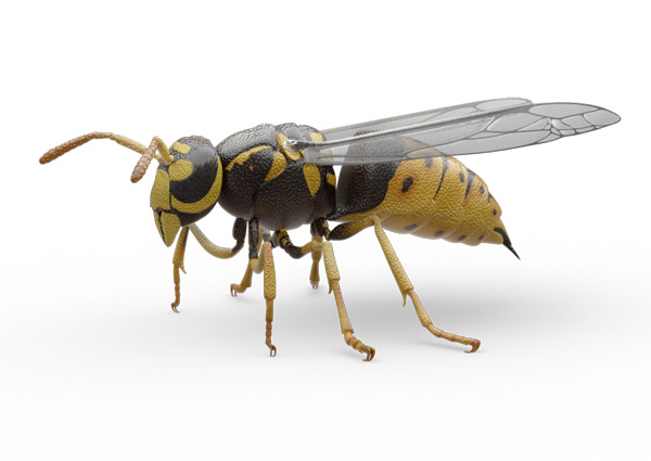 Guêpe jaune