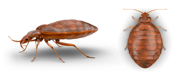 bed bug profile