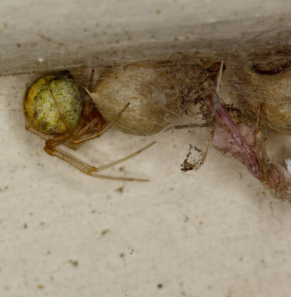 common house spider egg sac