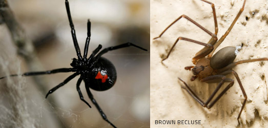 Spiders