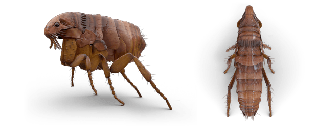 flea profile