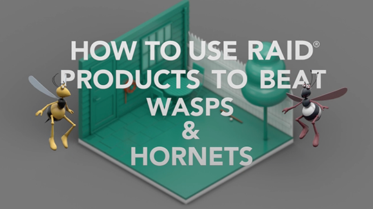 Raid How to Beat Wasps & Hornets